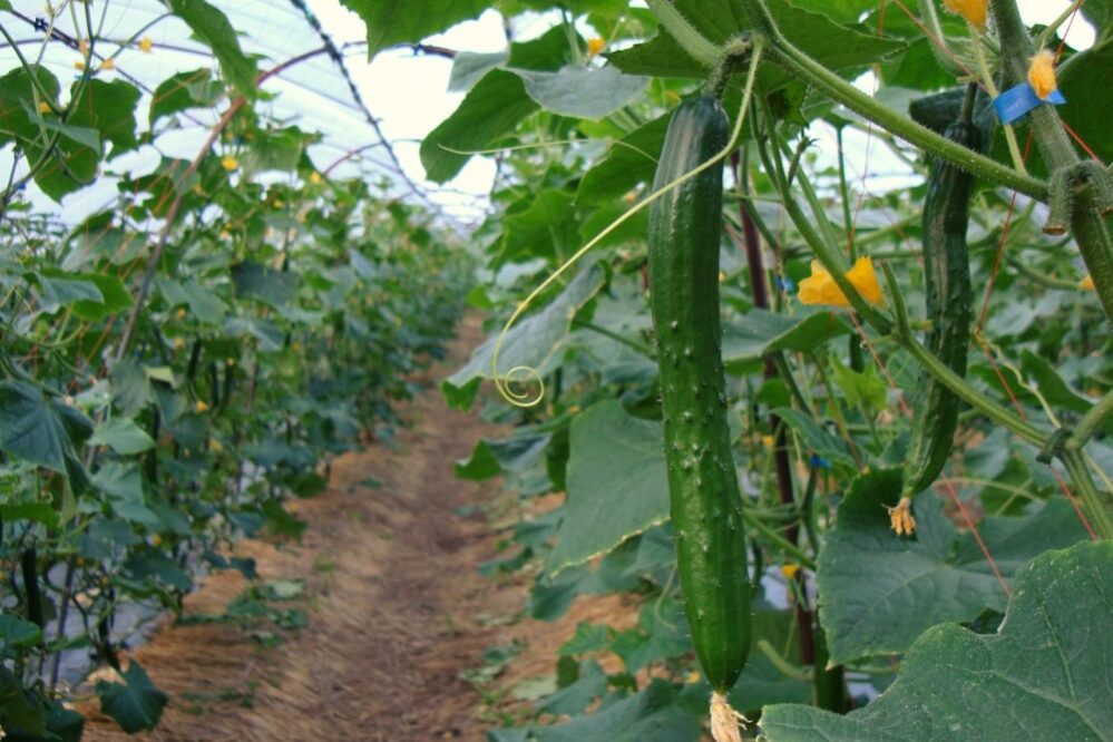 荒井宏之（6期生）